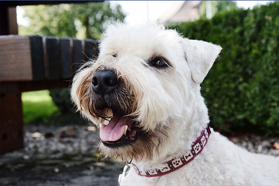 Kela ist ein Irish Soft Coated Wheaten Terrier. Kela ist ein Irish Soft Coated Wheaten Terrier.